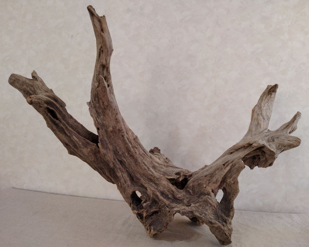 【希少】アクアリウム・ガーデニング・DIY向け 特大塊根ホーンウッド 70cm