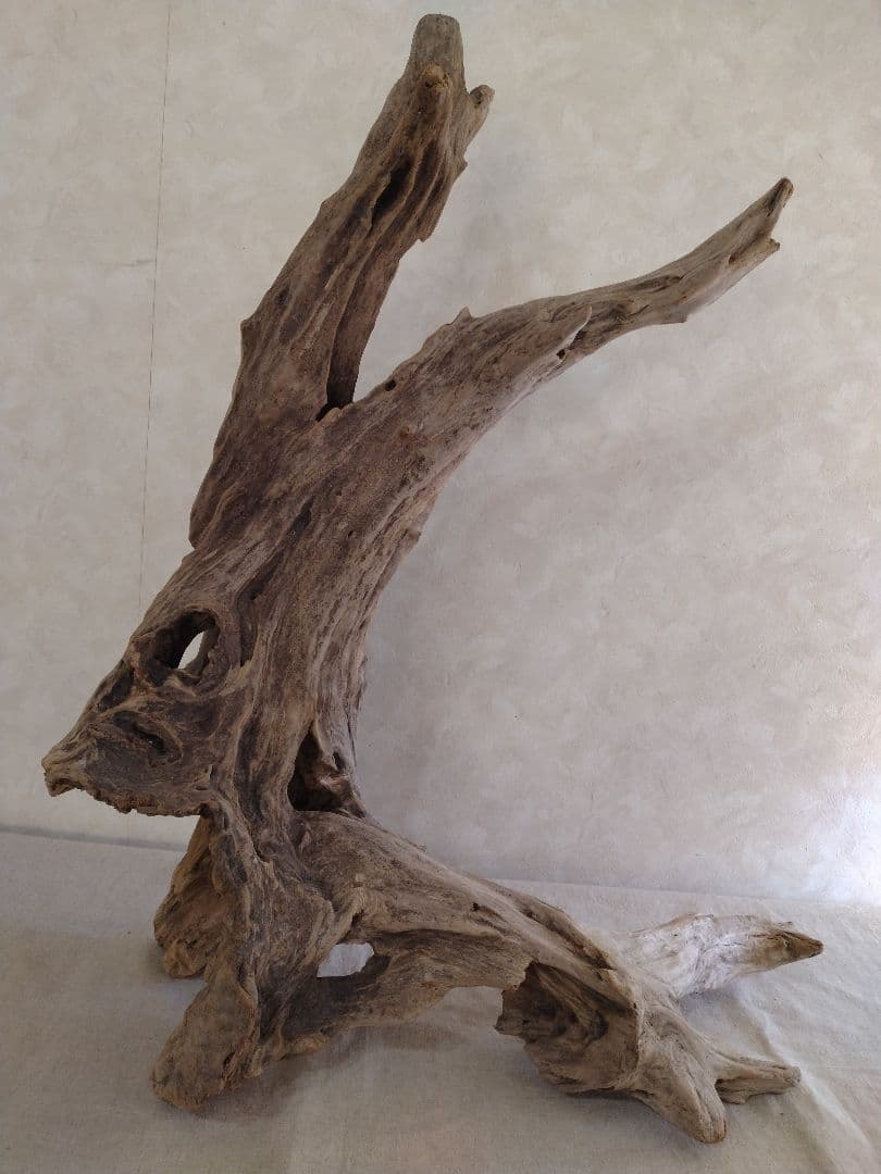 【希少】アクアリウム・ガーデニング・DIY向け 特大塊根ホーンウッド 70cm