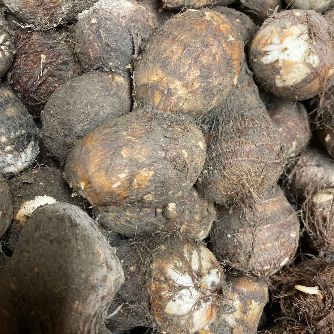 里芋（V2 ）LM20kg 専用品