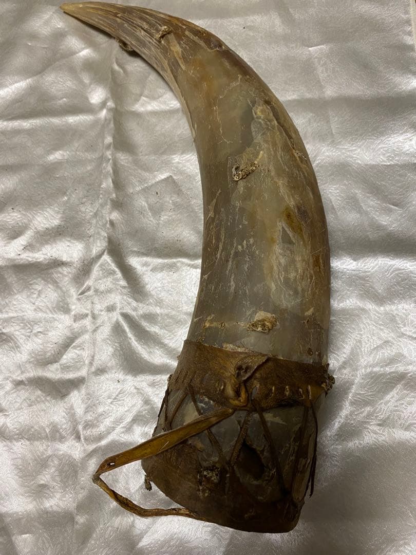 希少、ケニア訪問時、マサイ族から現地購入バッファロー角！