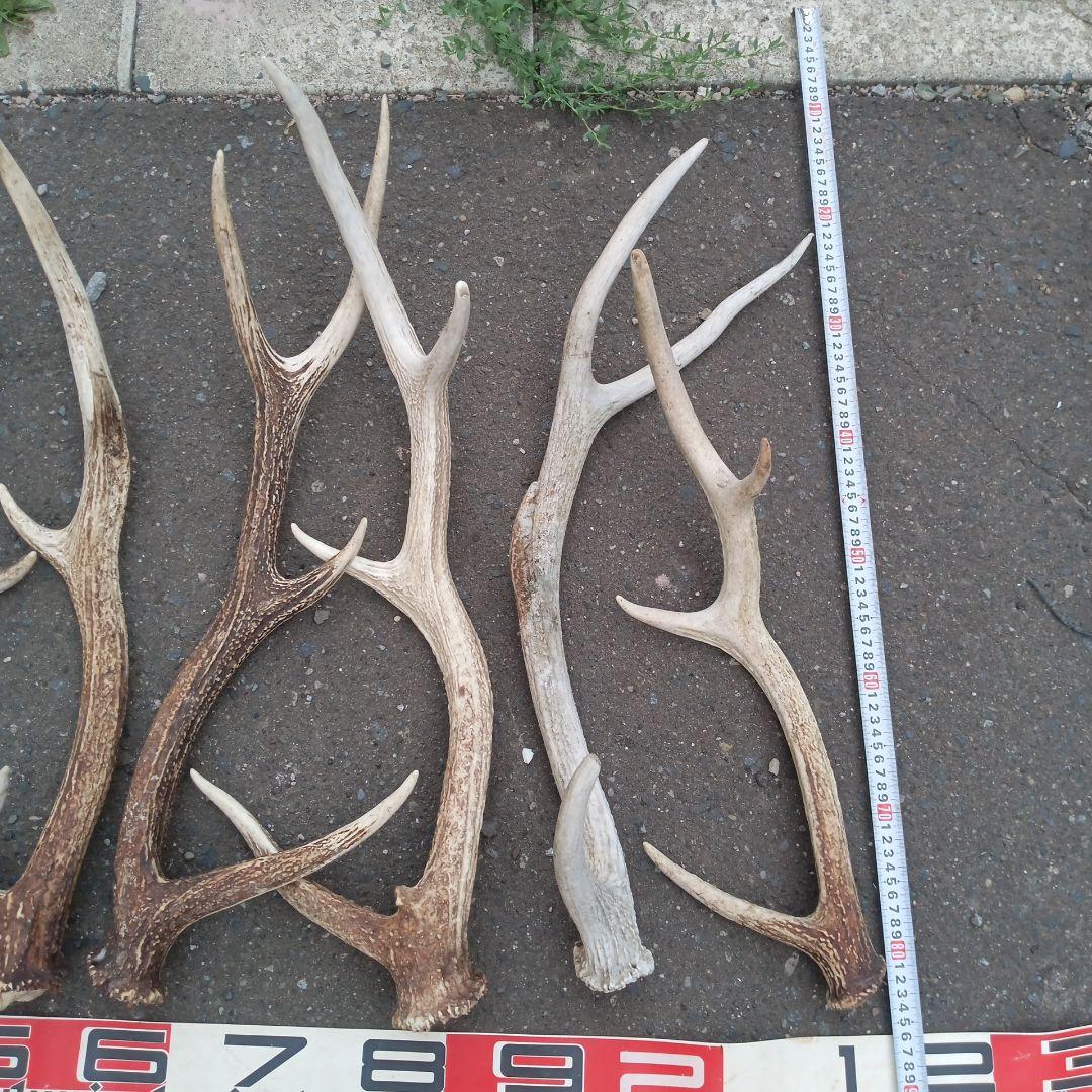 ク*ト様 天然蝦夷鹿の角 　犬のおもちゃ 工芸などに ４番