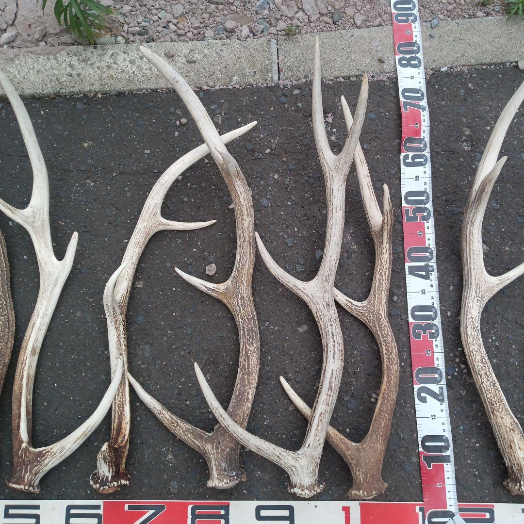 ク*ト様 天然蝦夷鹿の角 　犬のおもちゃ 工芸などに ４番