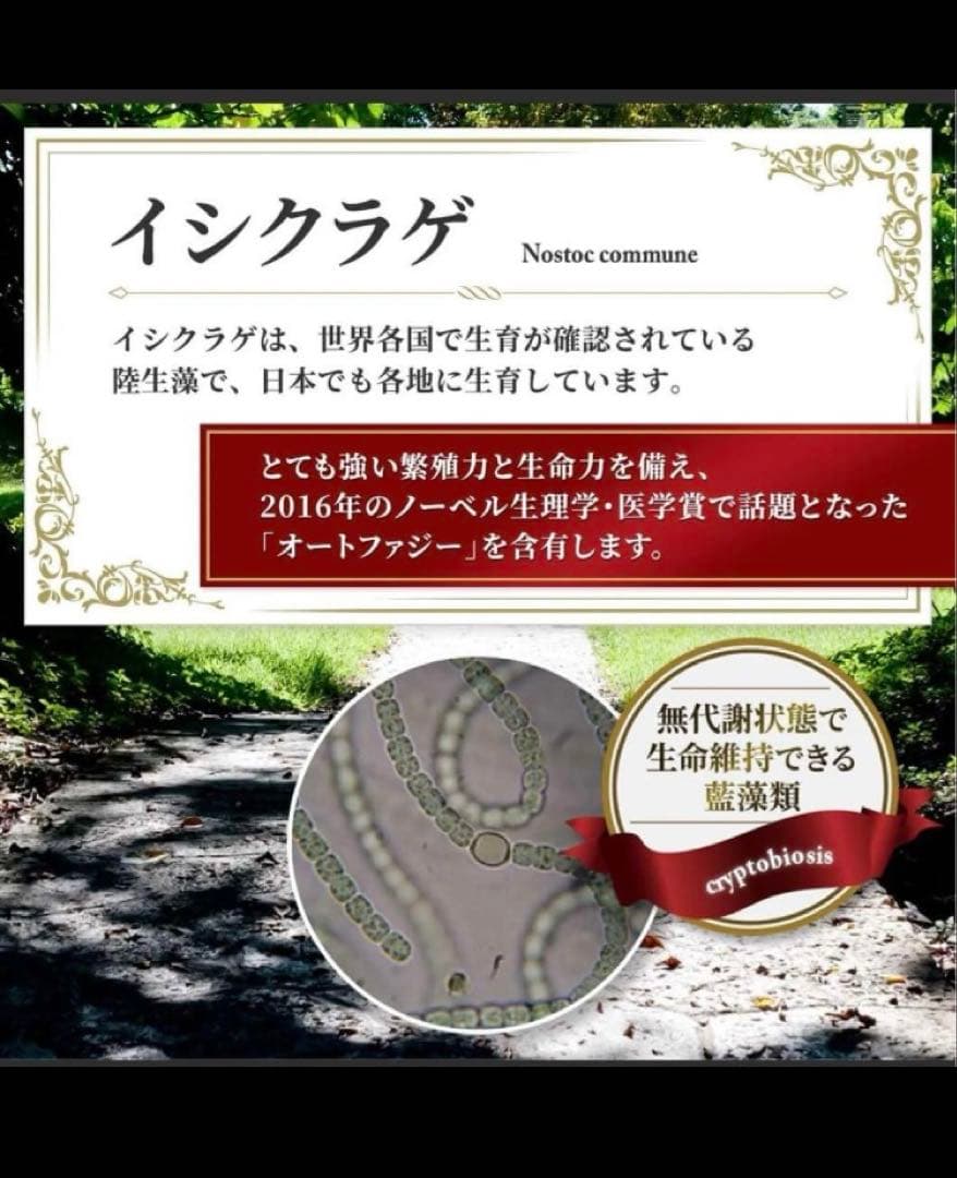 【早い者勝ちお一人様限定】マイクロアルジェ　阿拉善【未開封】