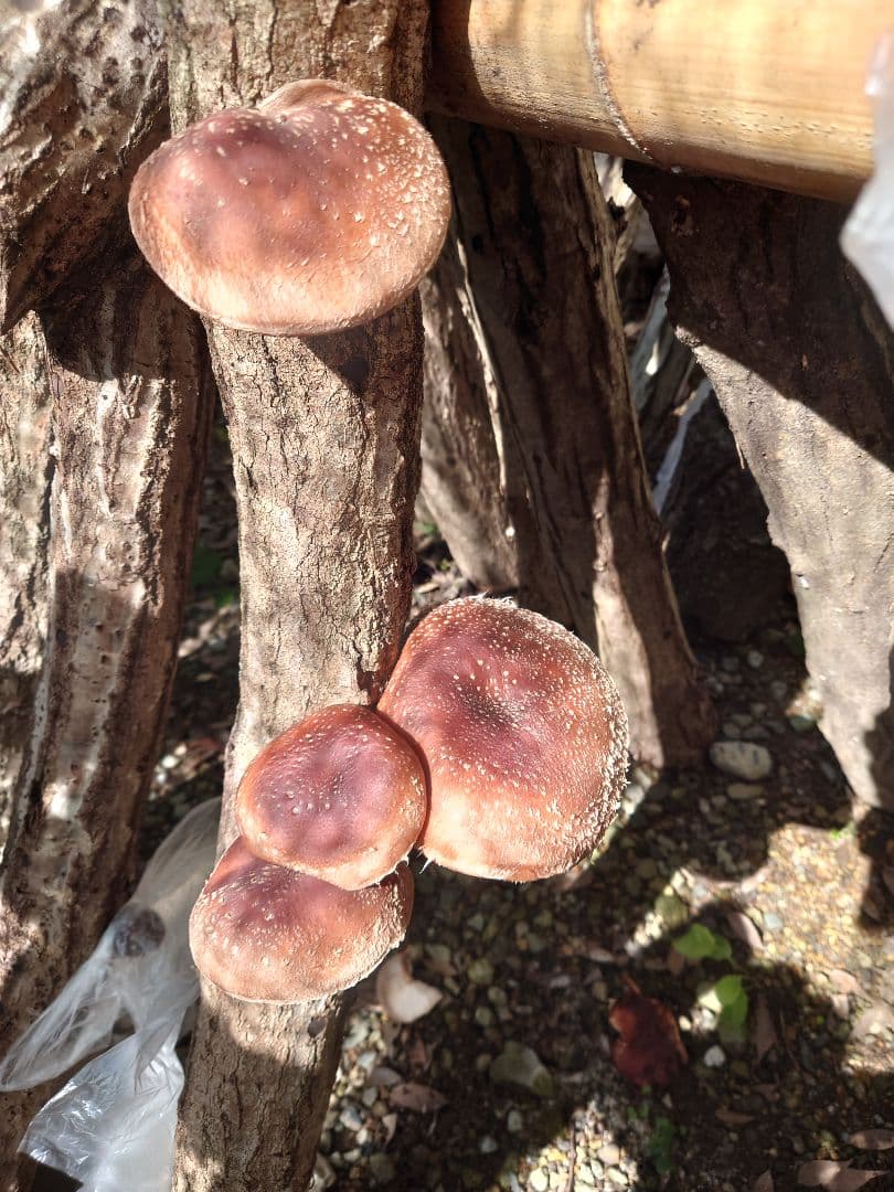 原木栽培椎茸　栽培キッド　超特大1本