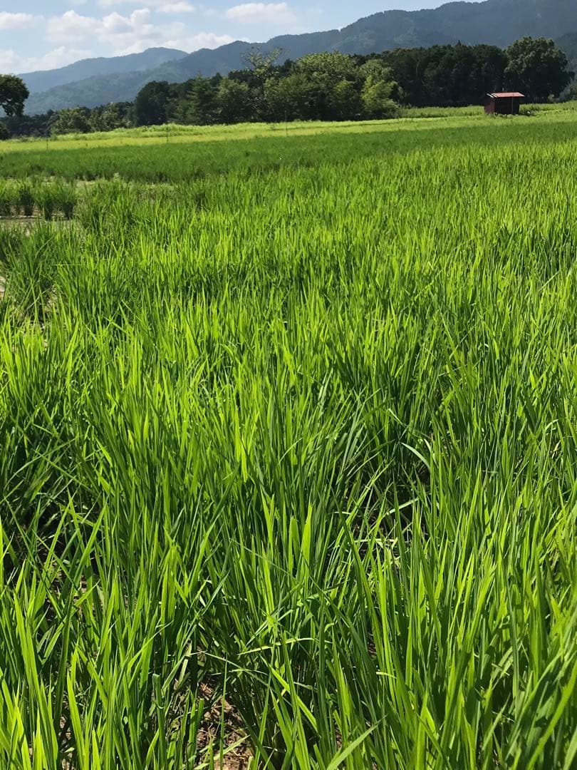 Natural farming 自然栽培米 自然療法 腸脳相関 シュタイナー教育