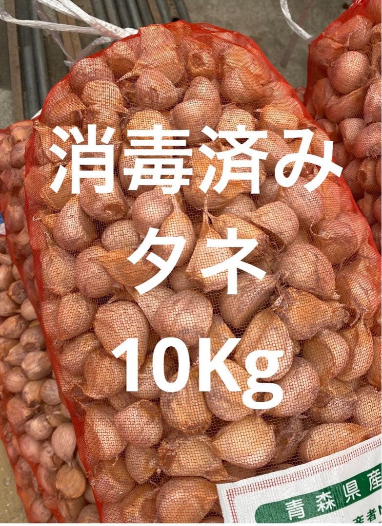 青森県にんにくタネ10Kg ML 消毒ラスト！