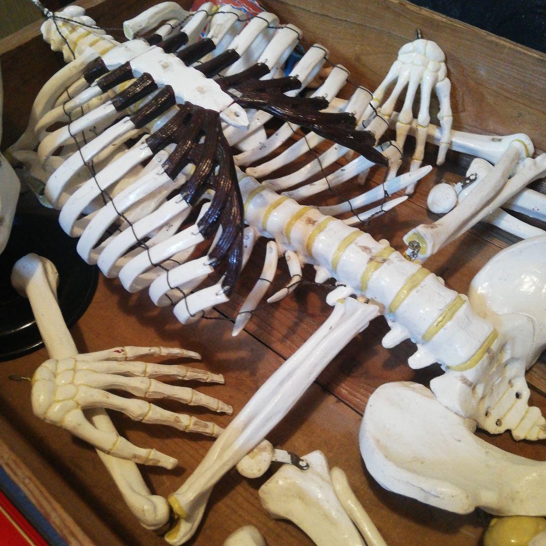 マニアックレア昭和２０～３０年代頃素材不明レトロ人体骨格模型当時物コレクション品