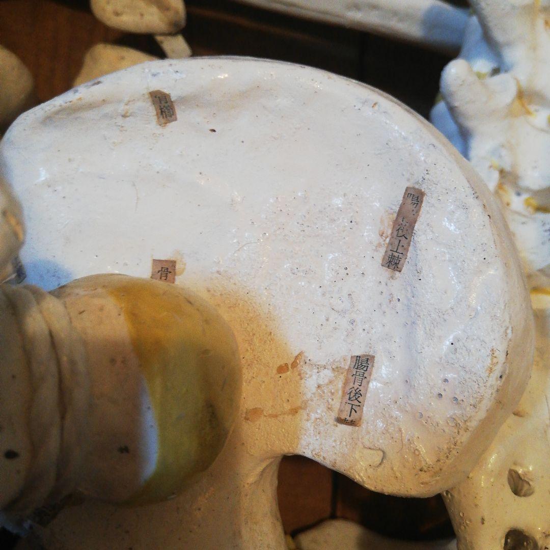 マニアックレア昭和２０～３０年代頃素材不明レトロ人体骨格模型当時物コレクション品