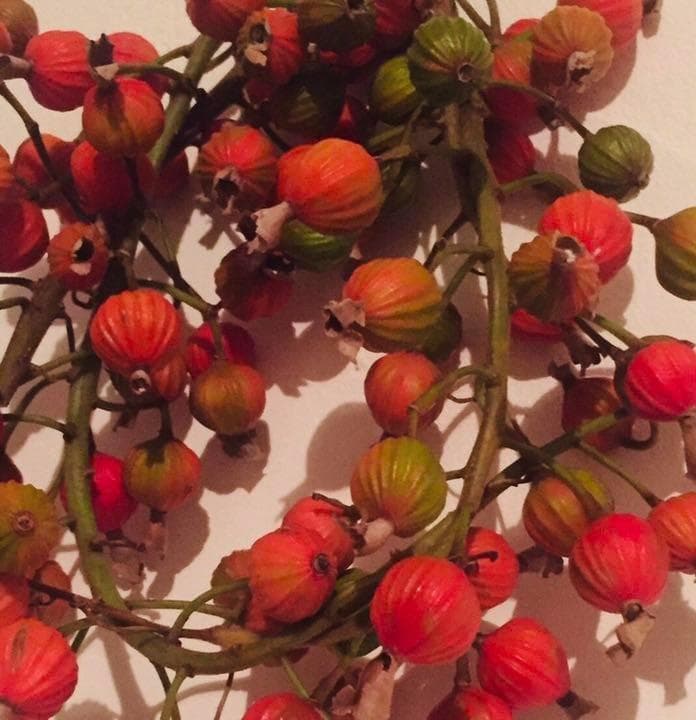 【石垣島産】 月桃茶・実の乾燥　３キロ