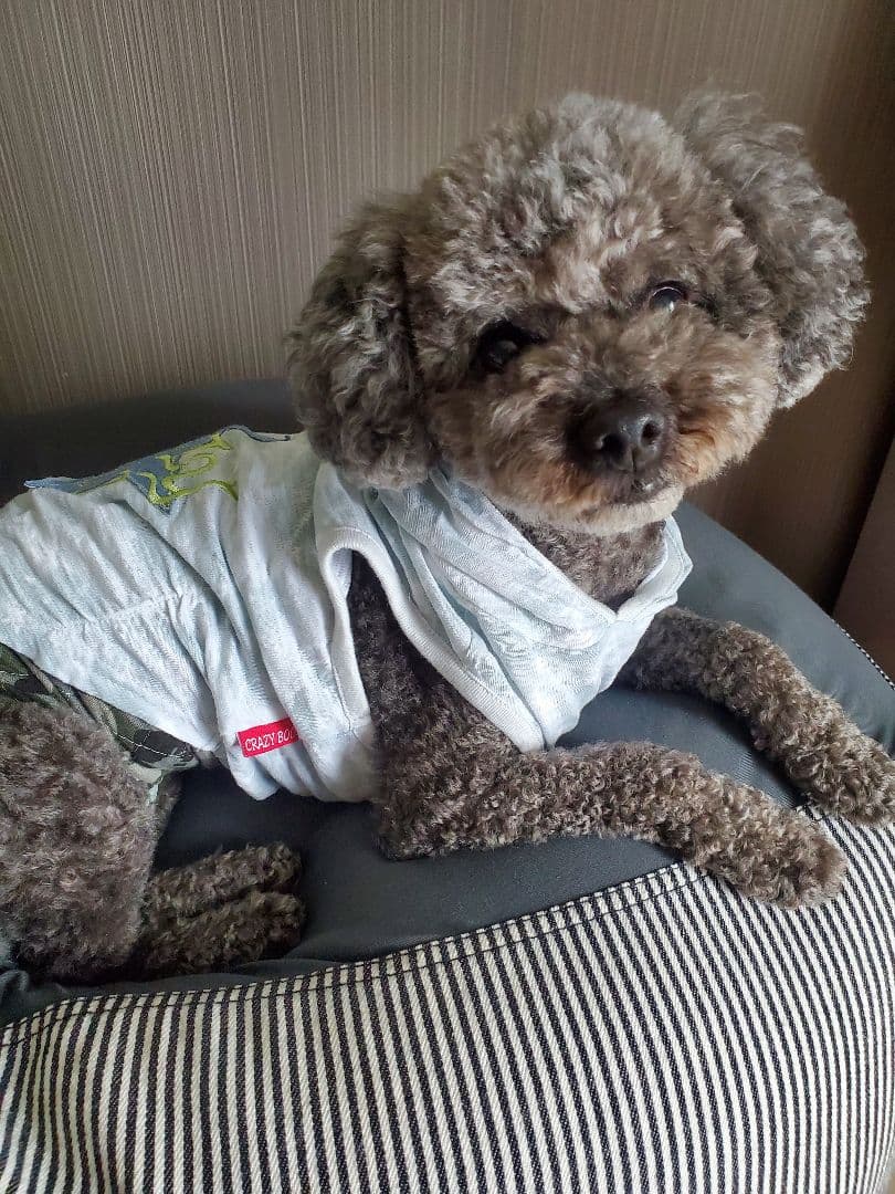 かぷ様 ご確認用...♪*゜