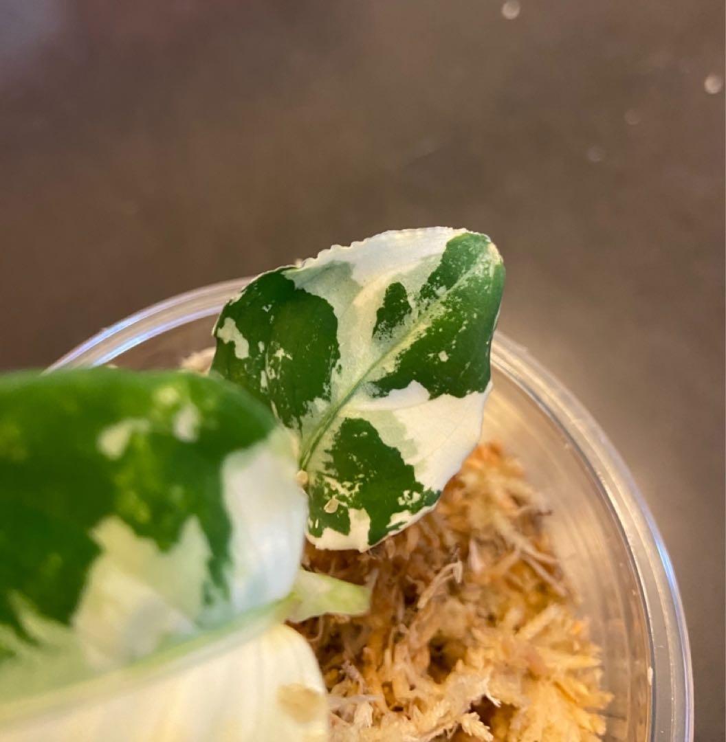 アグラオネマ　アチェ産　バリエガータ　斑入り