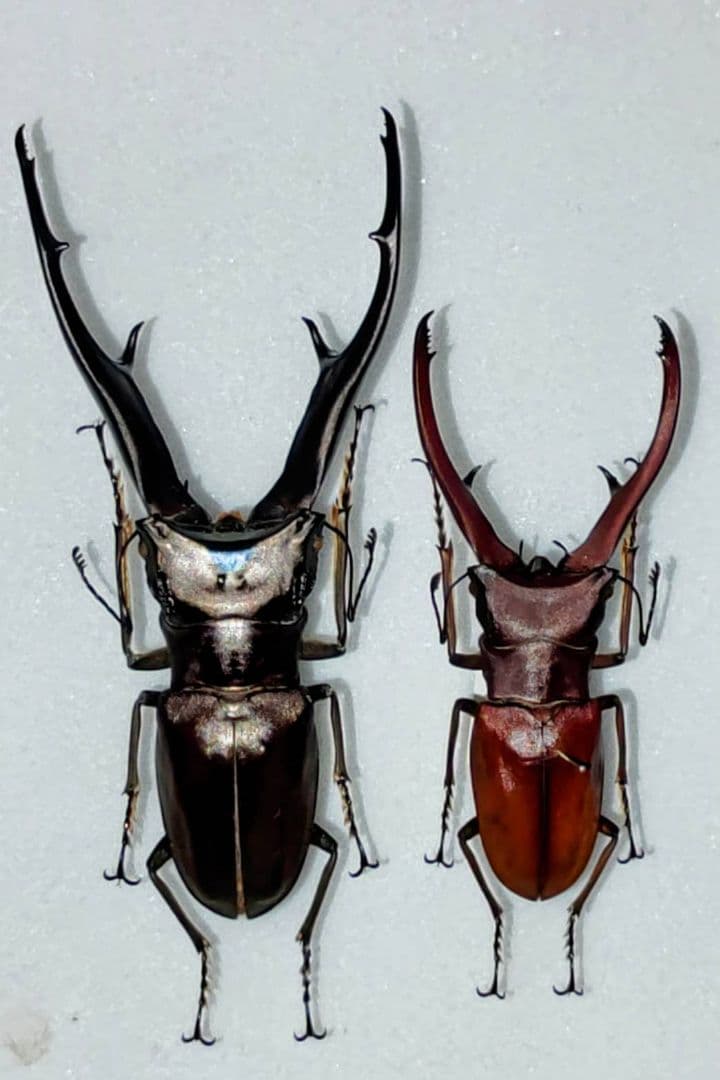 インペラトールホソアカクワガタ 標本