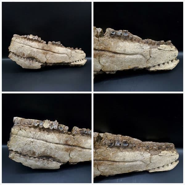 グリポサウルス 化石 デンタルバッテリー 上顎 本物 209mm fr25