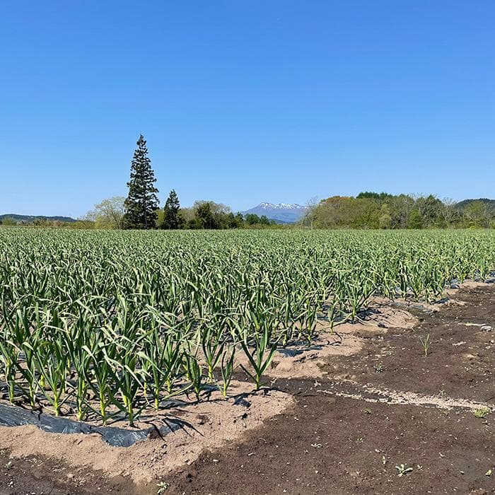 【最上級品】青森県倉石産にんにく福地ホワイト六片種Mサイズ 10kg