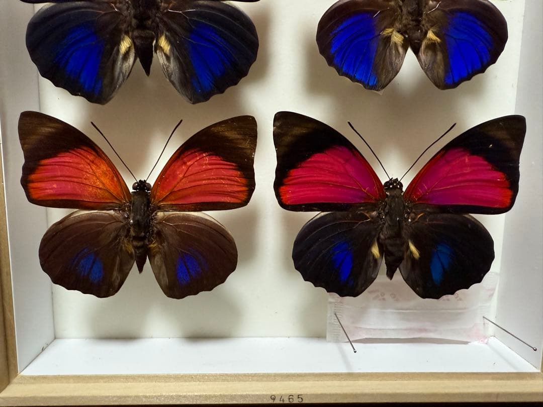 美しい蝶の標本 6匹セット