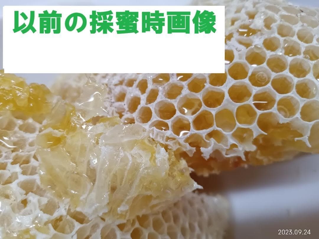 ハムたん　　「二ホンミツバチの盛り上げ巣ハチミツ」「搾りハチミツ」２本