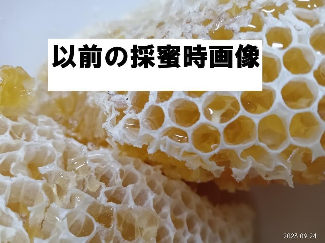 ハムたん　　「二ホンミツバチの盛り上げ巣ハチミツ」「搾りハチミツ」２本