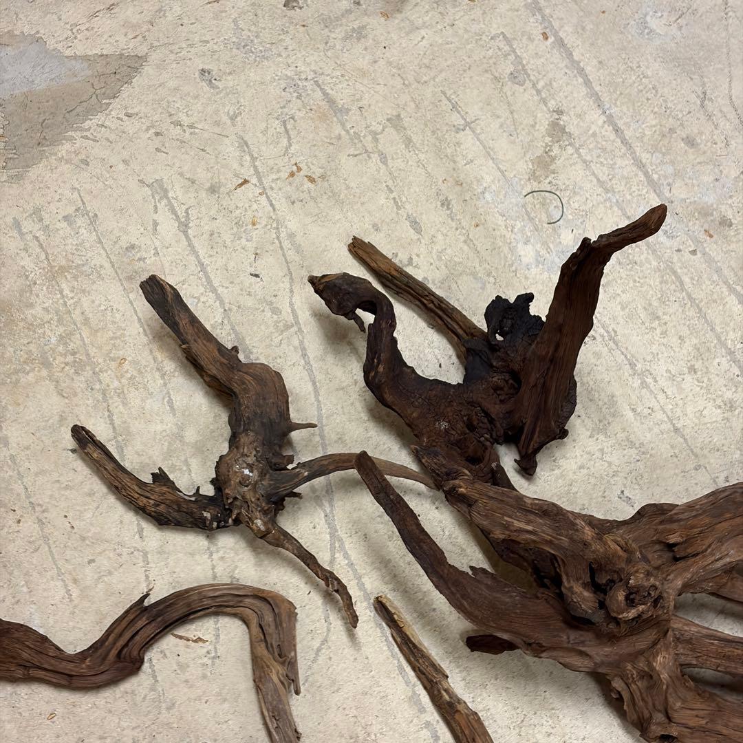 ADA ホーンウッド　流木　アクアリウム　テラリウム　大型