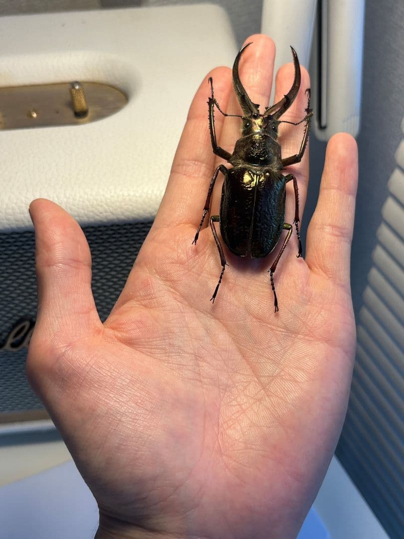 【81mm】ギガンテウスシワバネクワガタ 昆虫標本 ニジイロクワガタ