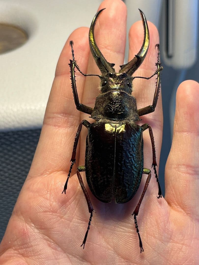 【81mm】ギガンテウスシワバネクワガタ 昆虫標本 ニジイロクワガタ