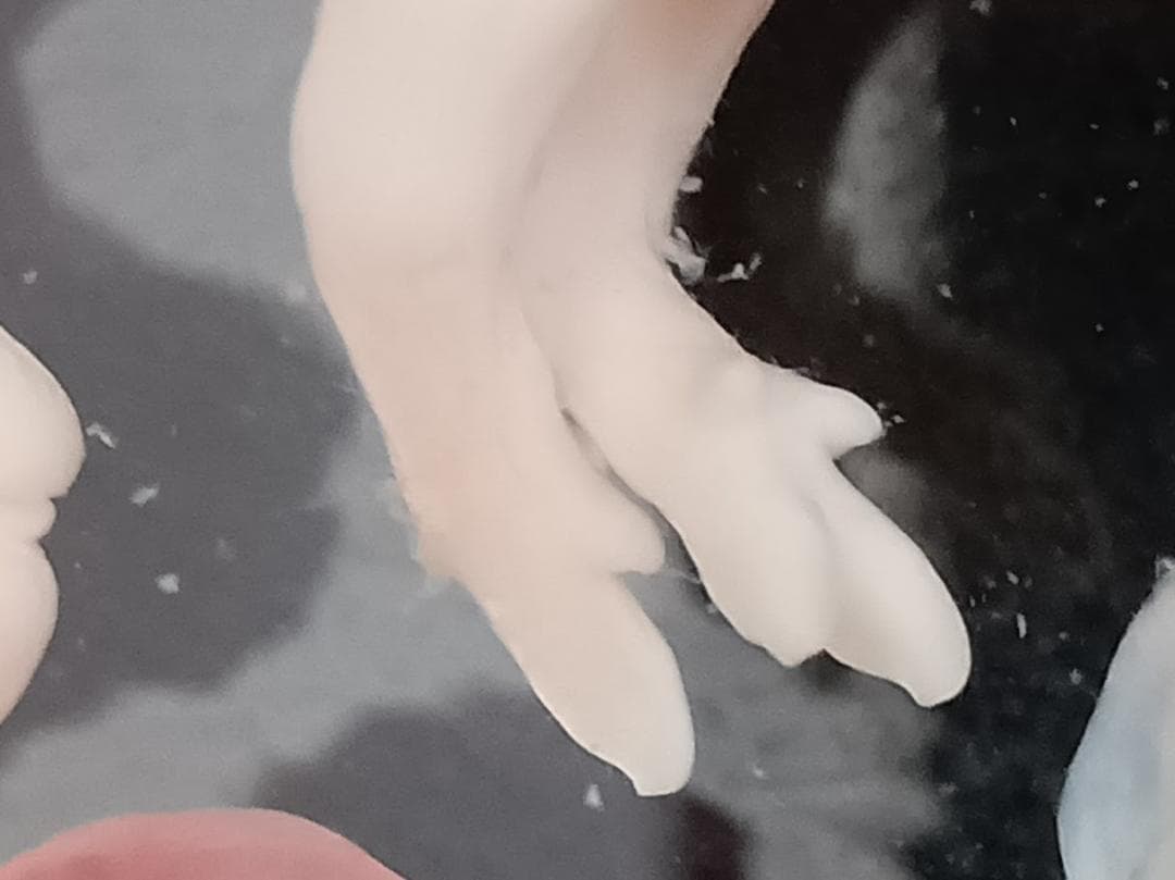 学術標本　種名ニホンジカ　胎児（♂）　エタノール浸漬標本　頭胴長約5cm