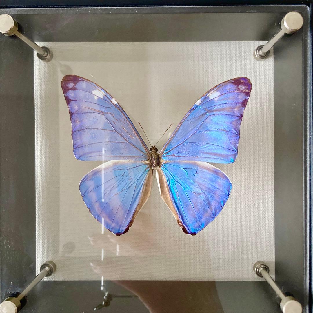 アドニスモルフォ 蝶 標本 エルアイエス社