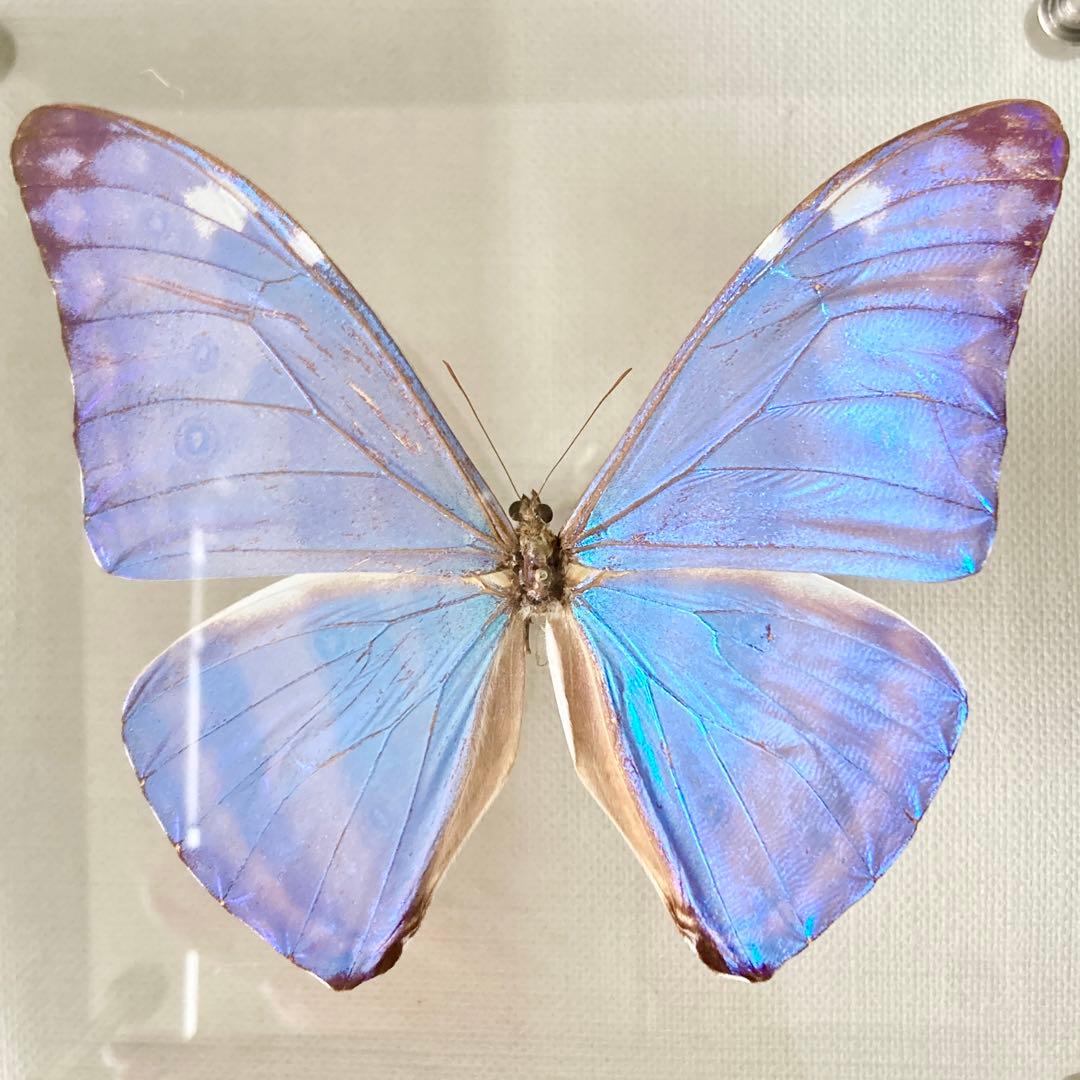 アドニスモルフォ 蝶 標本 エルアイエス社