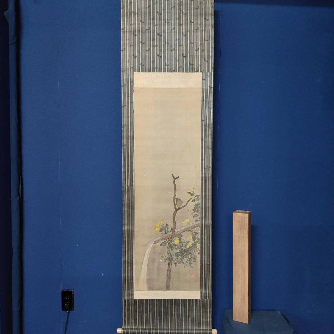 不詳/琴泉/菊に鴬図/小禽図/花鳥/布袋屋掛軸A-440
