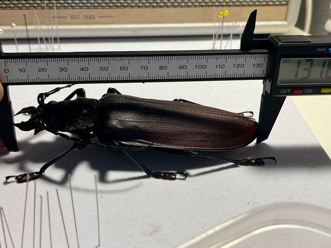 【131mm】タイタンオオウスバカミキリ カブトムシクワガタハナムグリ標本