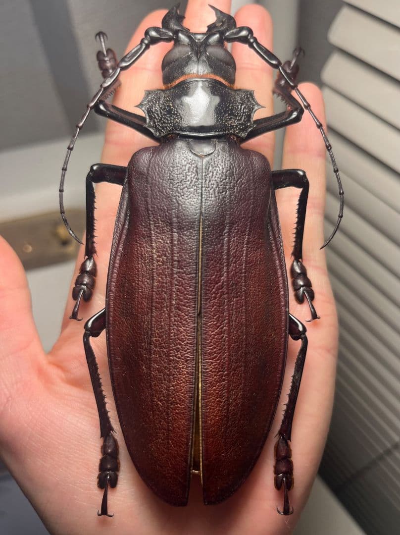 【131mm】タイタンオオウスバカミキリ カブトムシクワガタハナムグリ標本