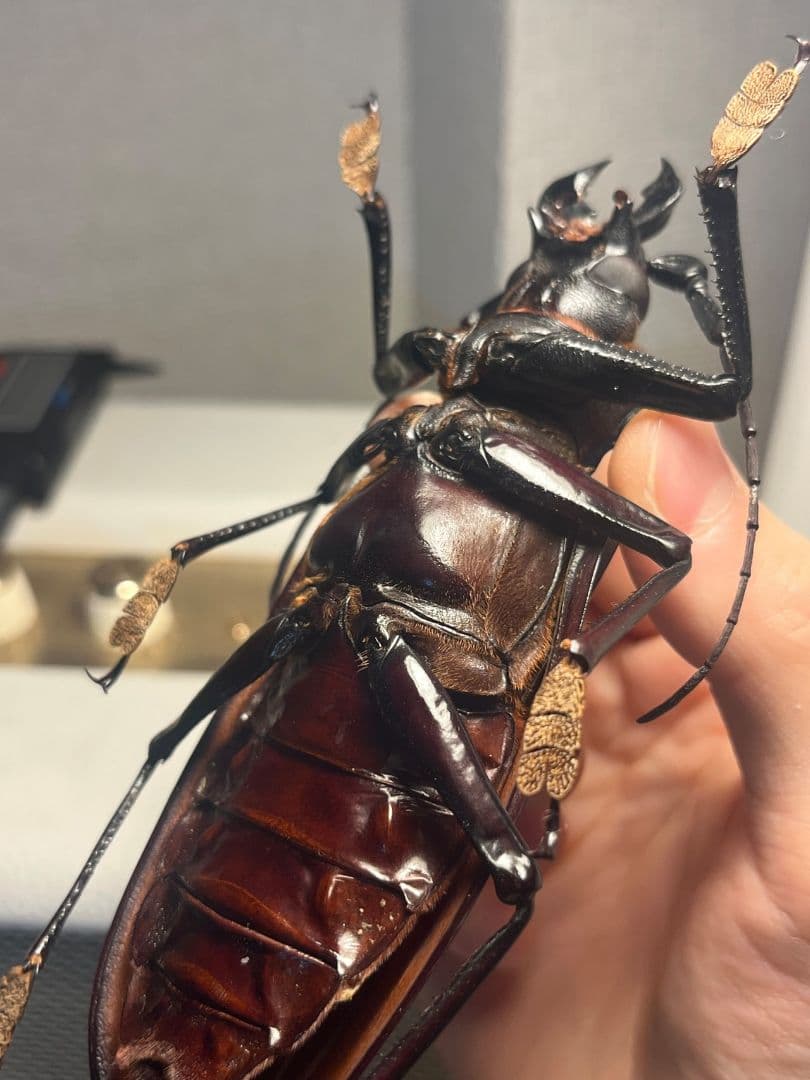 【131mm】タイタンオオウスバカミキリ カブトムシクワガタハナムグリ標本