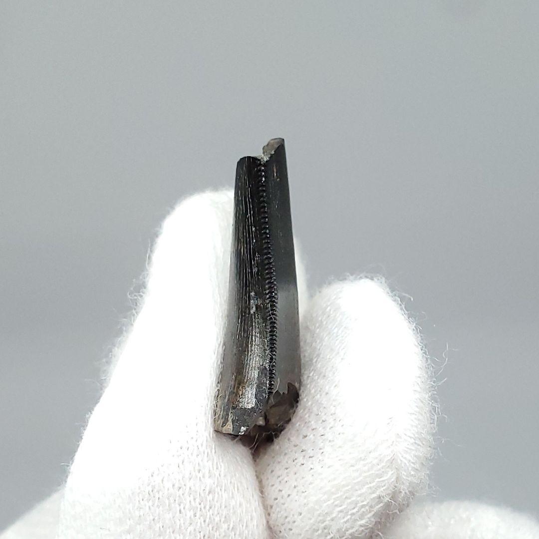 博物館級 ケラトサウルス 化石 骨 歯 恐竜 本物 ポルトガル産 fr78