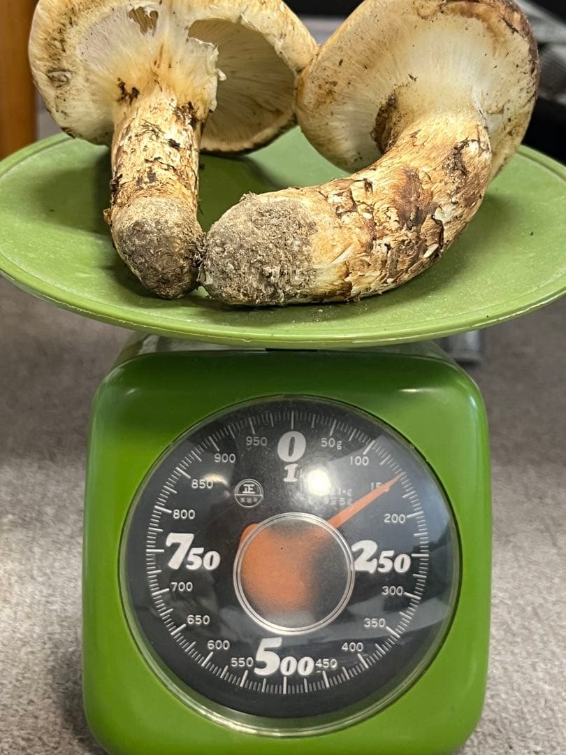 松茸　国産　山口県産　10月26日15時収穫