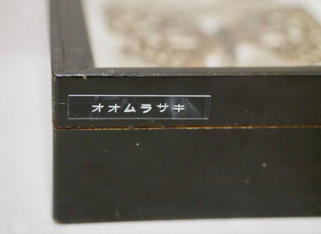 蝶標本 オオムラサキ　日本国産 産地別コレクション 研究用 大型ドイツ箱