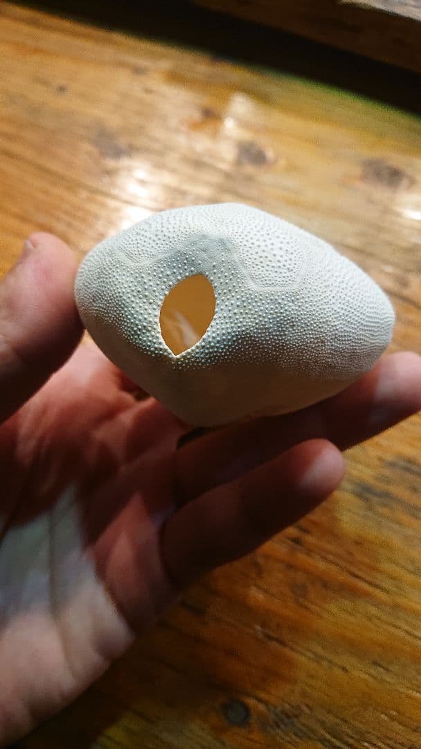 オオブンブク 巨大 95mm 天然