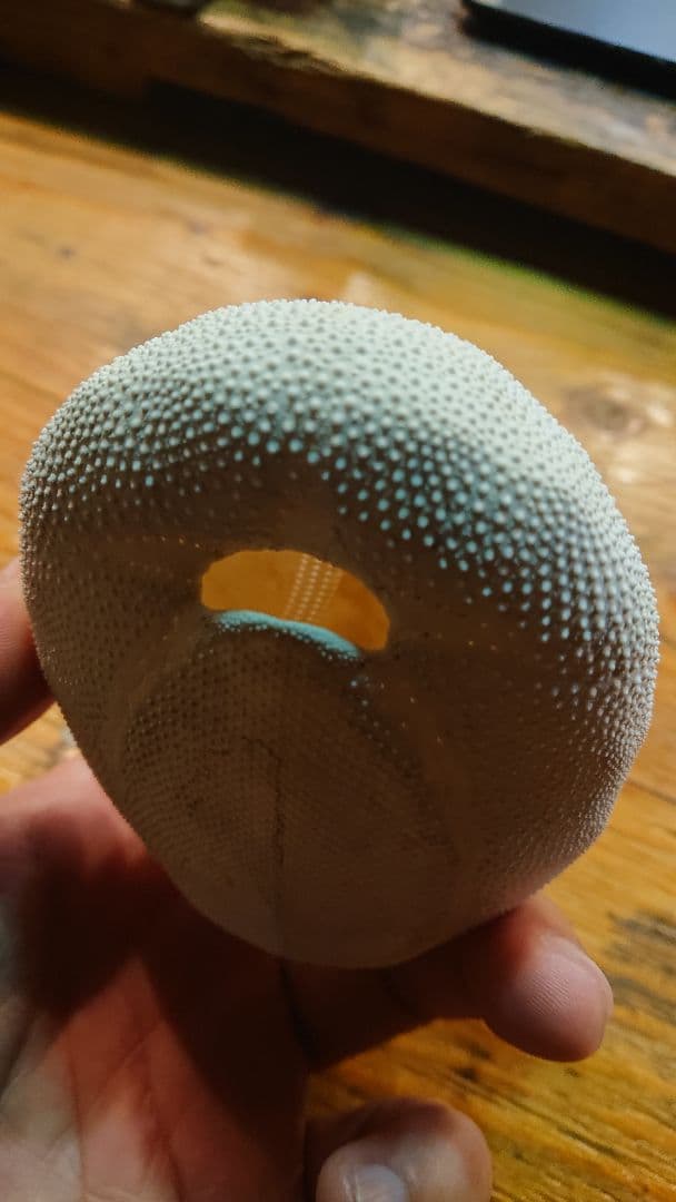 オオブンブク 巨大 95mm 天然