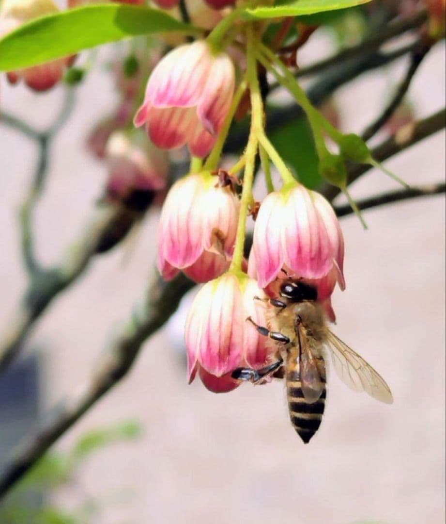 日本みつばち採りたて(生巣蜜、蜂蜜)183g＋600g×2本#8　　　　宮城県産