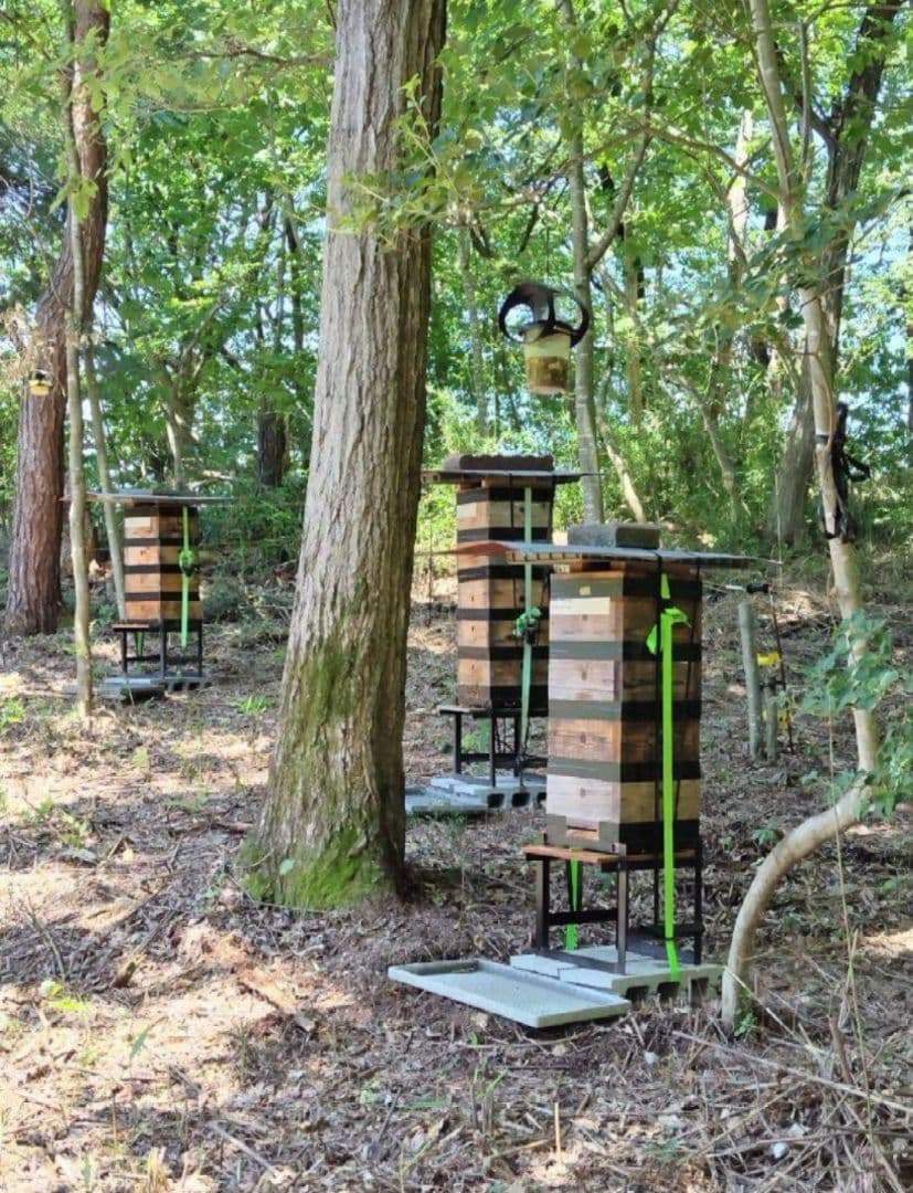 日本みつばち採りたて(生巣蜜、蜂蜜)183g＋600g×2本#8　　　　宮城県産