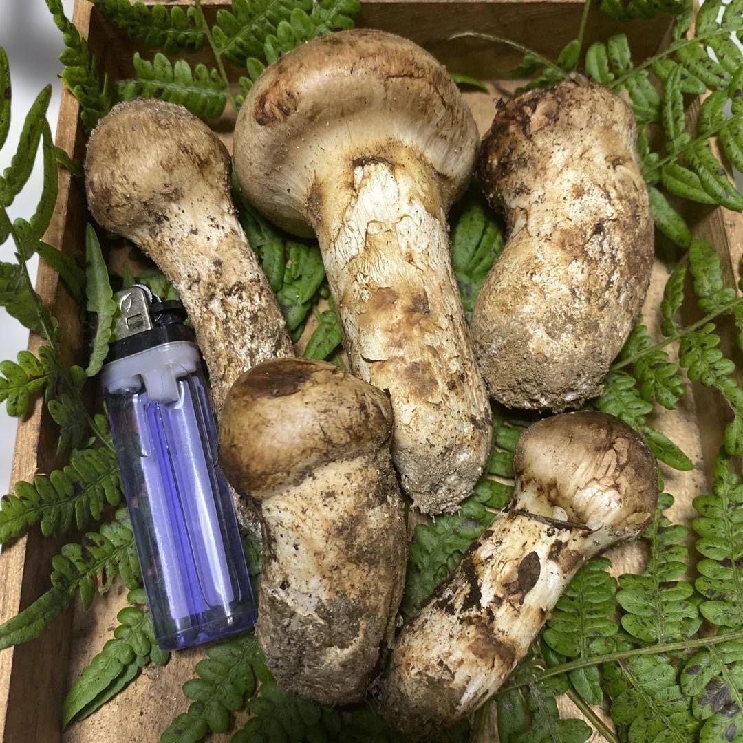 ②南信州豊丘産 松茸183ｇ