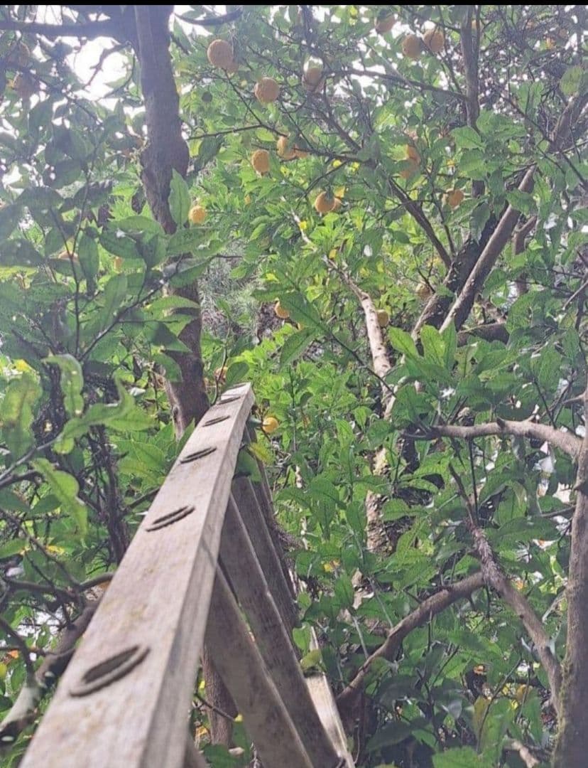 2本組 1.8L 各1本 100% 実生柚子果汁 すだち果汁 農薬不使用