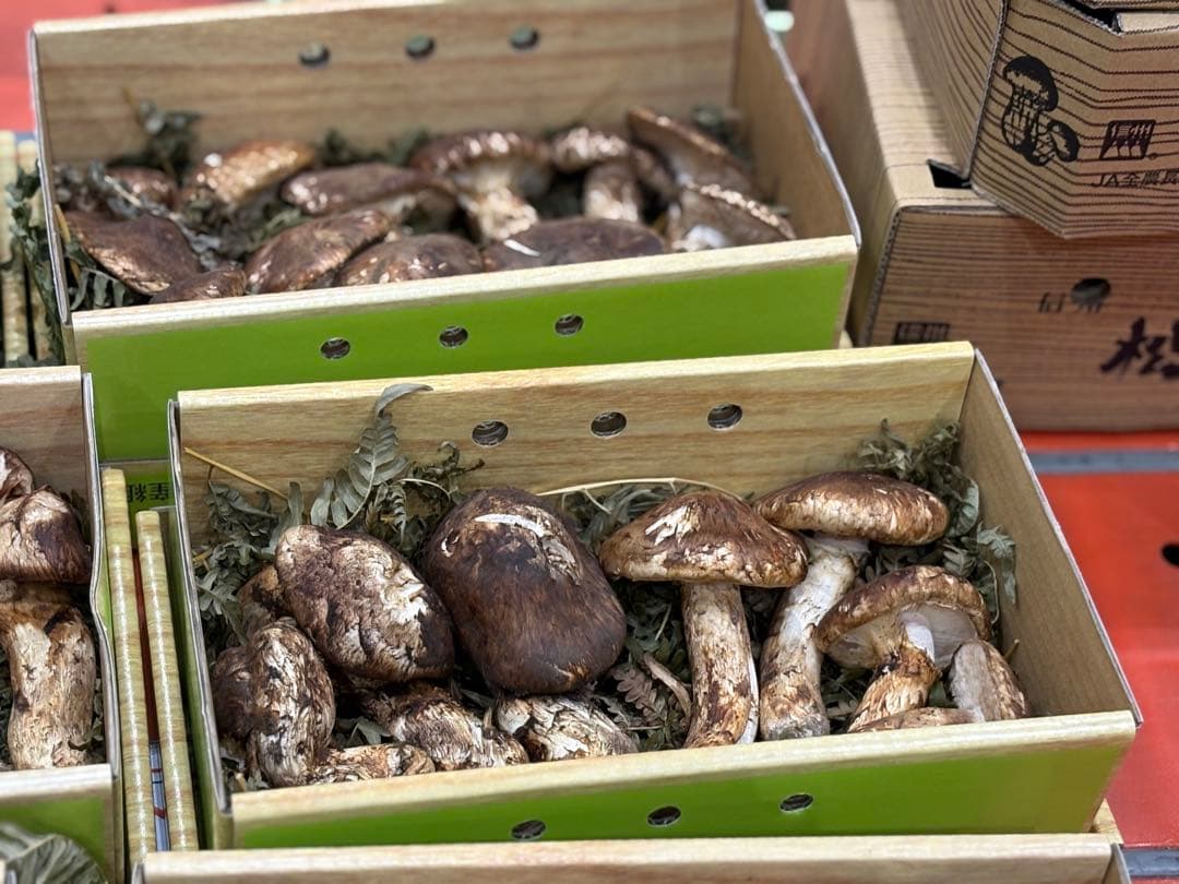 【シーズン終盤】国産天然松茸400g