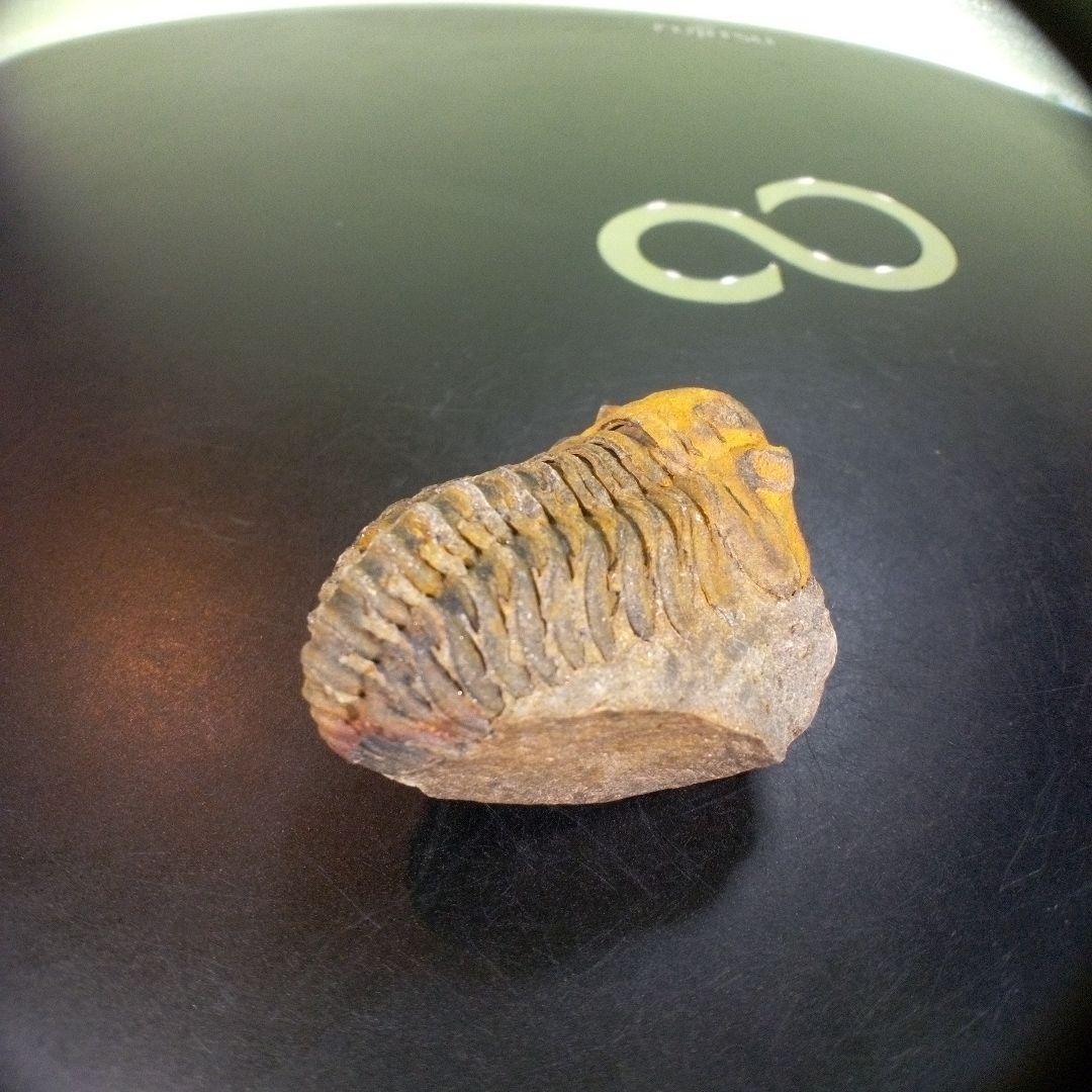 三葉虫　化石　fossil　ボリビア産　trilobite　Bolivia化石④