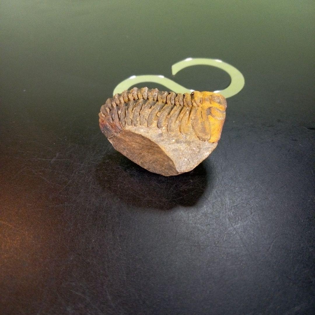 三葉虫　化石　fossil　ボリビア産　trilobite　Bolivia化石④