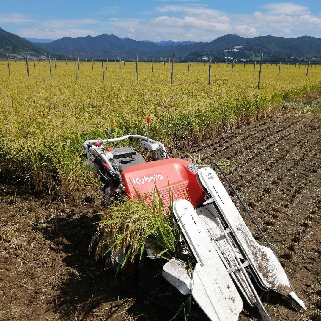 特別栽培米　ひとめぼれ 10kg 自然乾燥米　わら屋のお米