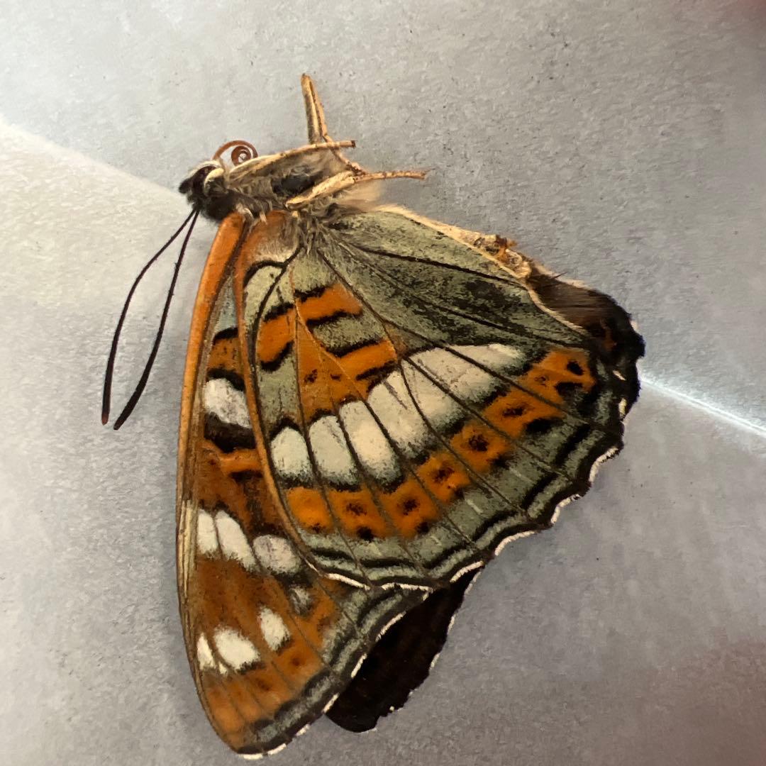 オオイチモンジ　モンゴル産　10頭セット