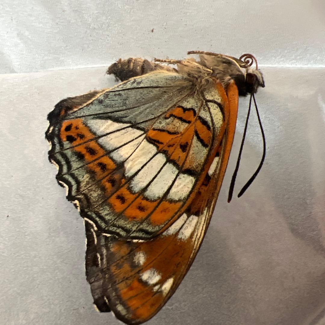 オオイチモンジ　モンゴル産　10頭セット