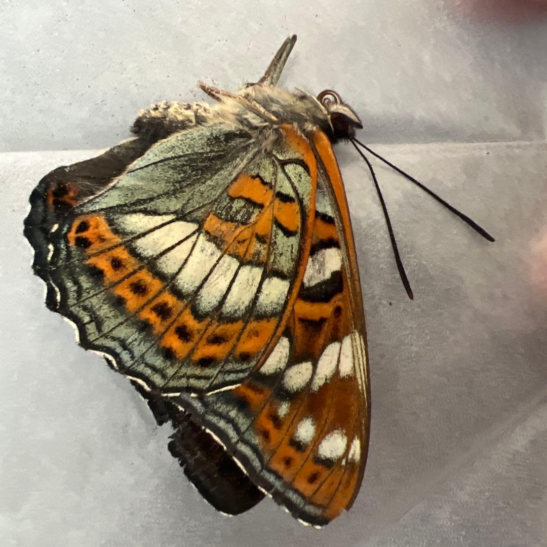 オオイチモンジ　モンゴル産　10頭セット