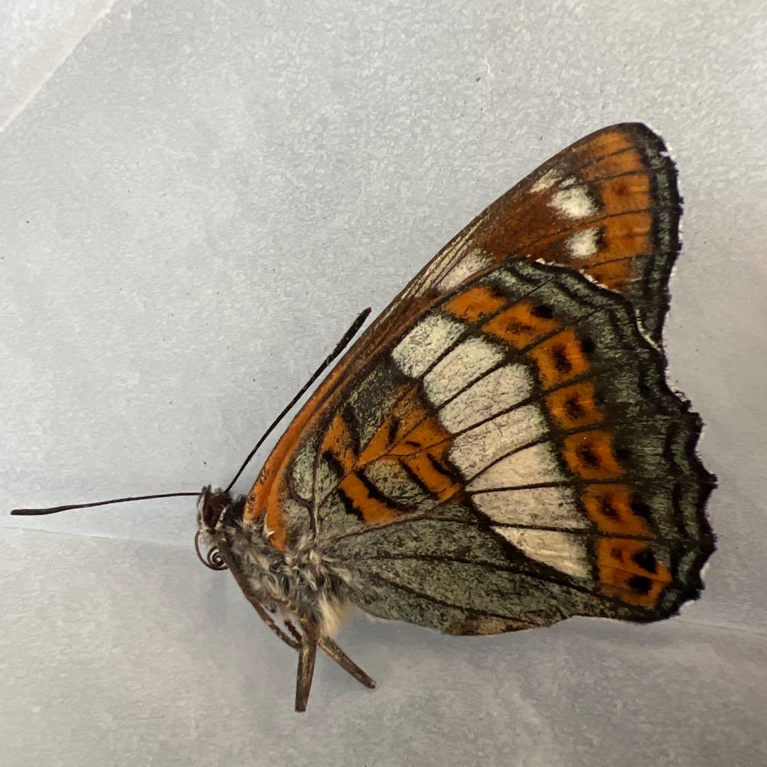 オオイチモンジ　モンゴル産　10頭セット