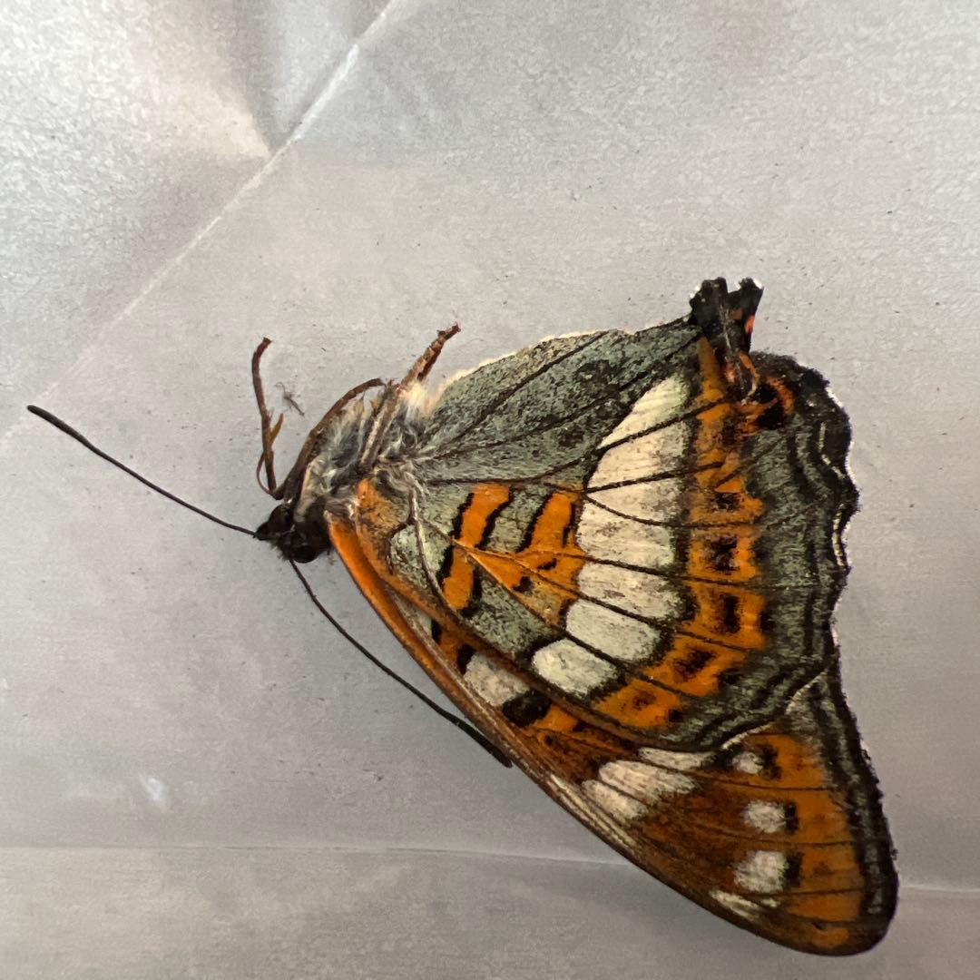 オオイチモンジ　モンゴル産　10頭セット