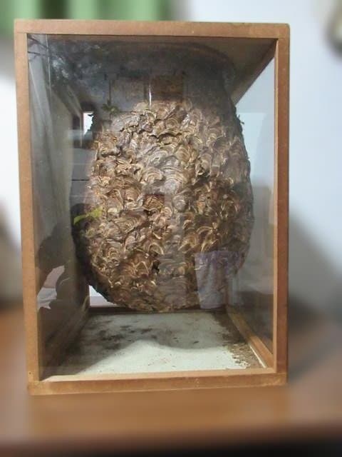 【天然】スズメバチの巣の標本（特注ガラスケース入り）採取地：日本国内